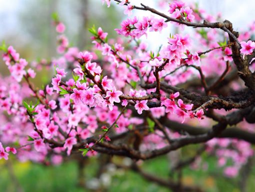 HỘI ĐỒNG HỌ TRƯƠNG QUẢNG BÌNH GẶP MẶT ĐẦU XUÂN